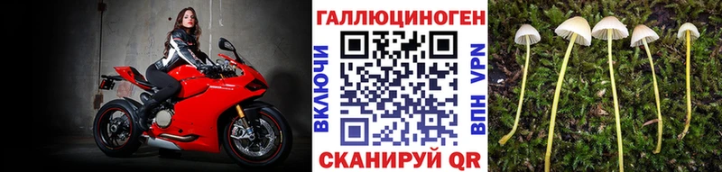 Галлюциногенные грибы Psilocybine cubensis  Лихославль 